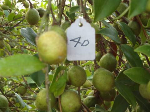 40#